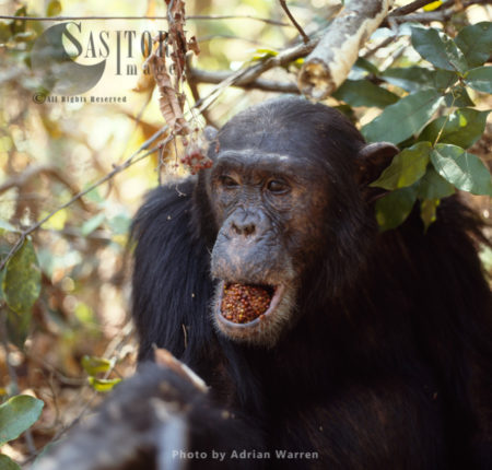Chimpanzee (Pan troglodytes), Alpha male Freud eating fruit, Gombe National Park, Tanzania