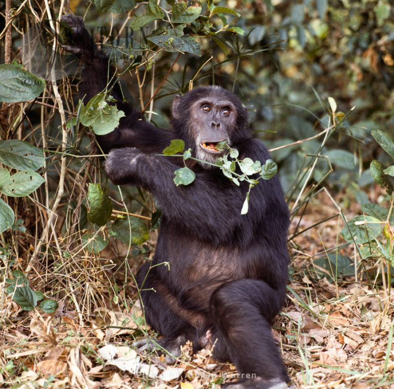 Chimpanzee (Pan troglodytes), e-alpha male Goblin feeding, Gombe National Park, Tanzania