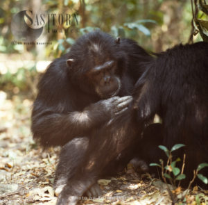 Chimpanzee (Pan troglodytes), grooming, Gombe National Park, Tanzania