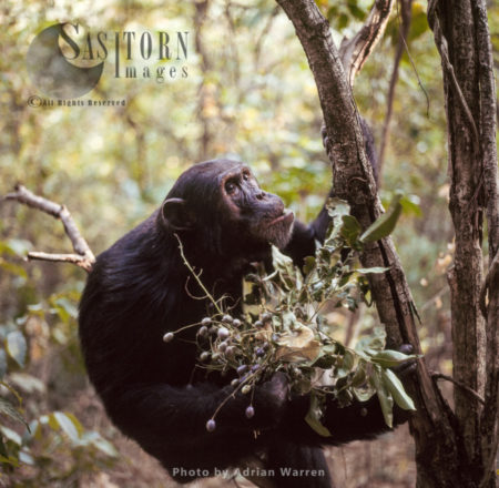 Chimpanzee (Pan troglodytes), alpha male Freud with berries, Gombe National Park, Tanzania