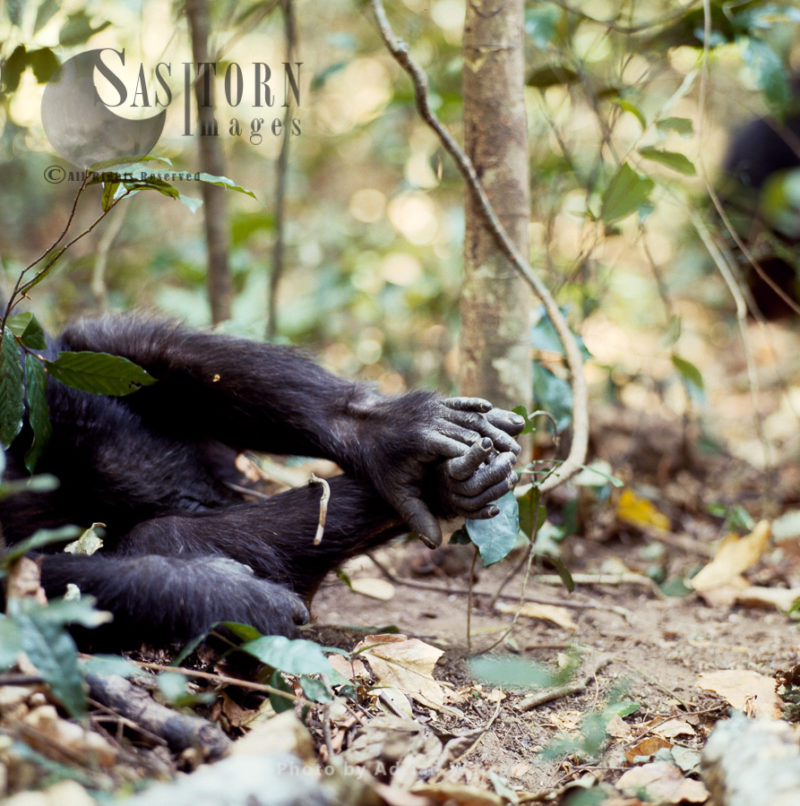 Chimpanzee (Pan troglodytes), the feet of female Fifi, Gombe National Park, Tanzania