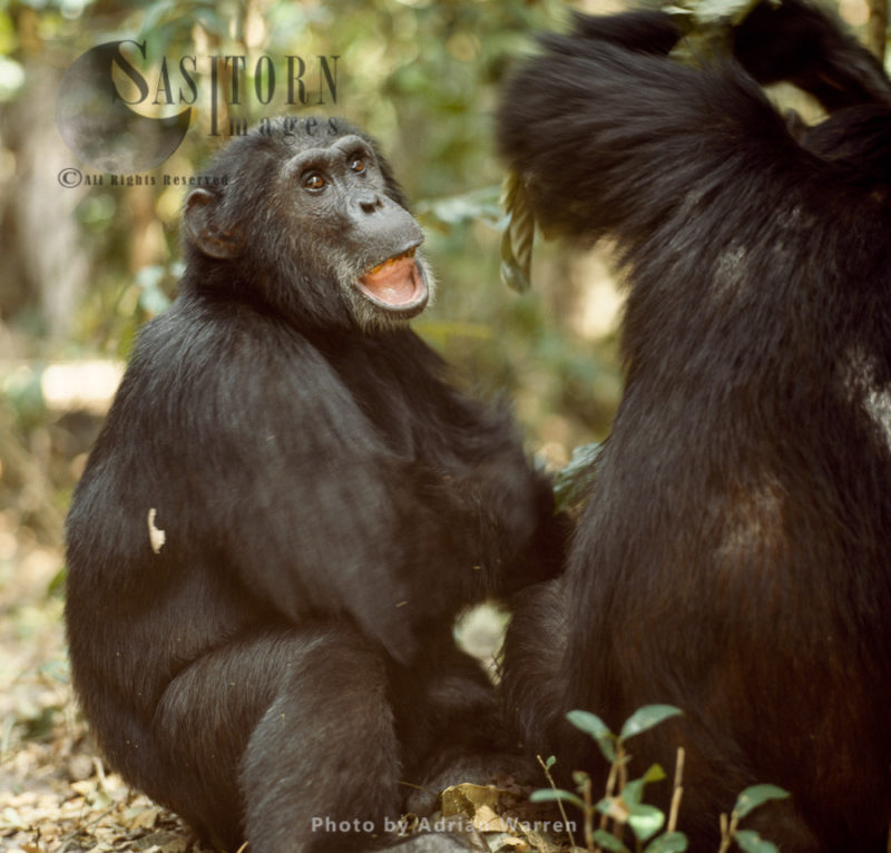 Chimpanzee (Pan troglodytes), 29 years old male - Goblin, Gombe National Park, Tanzania