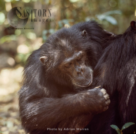 Chimpanzee (Pan troglodytes), 29 years old male, ex alpha male Goblin grooming alpha male Freud, Gombe Stream National Park, Tanzania