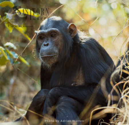Chimpanzee (Pan troglodytes), female - Fanny, Gombe National Park, Tanzania