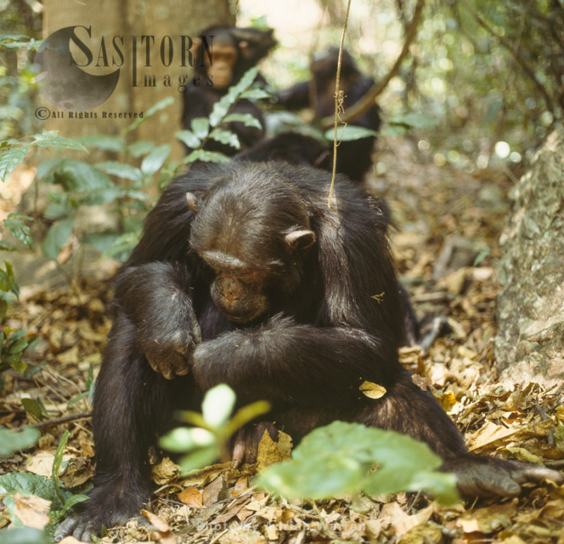 Chimpanzee (Pan troglodytes), alpha male Freud, Gombe National Park, Tanzania