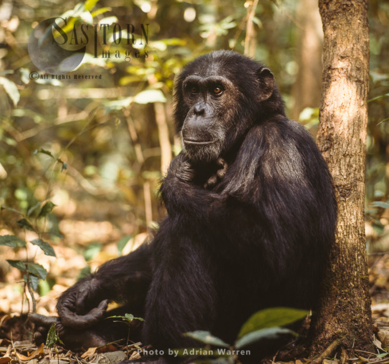 Chimpanzee (Pan troglodytes), adult male Goblin resting, Gombe National Park, Tanzania