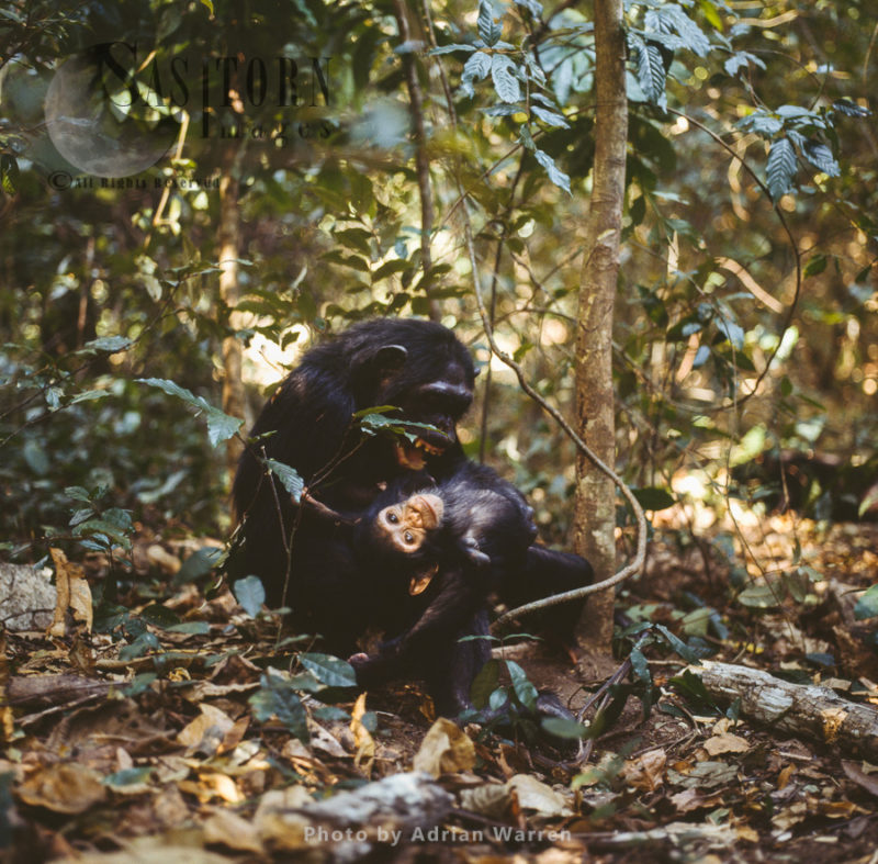 Chimpanzee (Pan troglodytes), mum and baby chimps playing, Gombe National Park, Tanzania