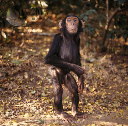 Chimpanzee (Pan troglodytes), 4 years old infant male Faustino standing upright, Gombe National Park, Tanzania