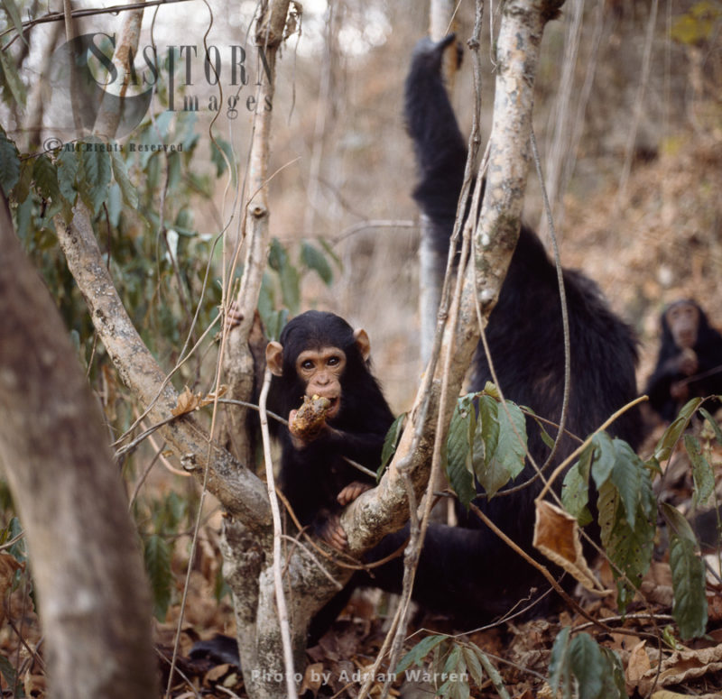Chimpanzee (Pan troglodytes), infant chimp Ferdinand, Gombe National Park, Tanzania