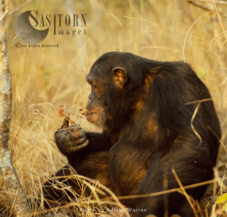 Chimpanzee (Pan troglodytes), Freud feeding on fruit, Gombe National Park, Tanzania