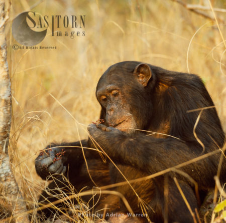 Chimpanzee (Pan troglodytes), Freud feeding on fruit, Gombe National Park, Tanzania