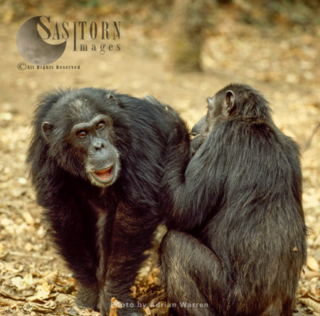 Chimpanzee (Pan troglodytes), Fifi grooms Goblin, Gombe National Park, Tanzania
