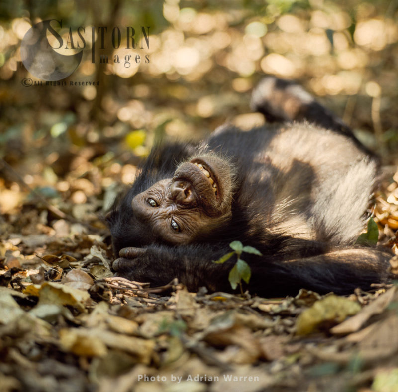 Chimpanzee (Pan troglodytes), young female chimp, Flossie, Gombe National Park, Tanzania