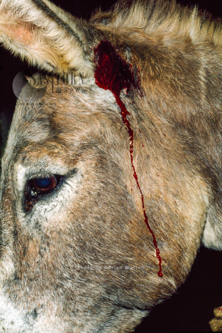 Injury with blood on a donkey from being fed by Vampire BAT (Desmodus rotundus), Trinidad