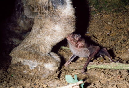 Vampire BAT (Desmodus rotundus) feeding on a donkey, Trinidad