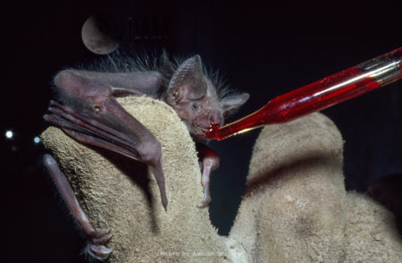 Vampire BAT (Desmodus rotundus) hand feeding blood, Trinidad, South America