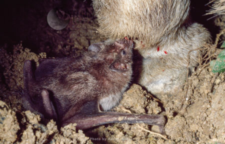 Vampire BAT (Desmodus rotundus) feeding on a donkey, Trinidad