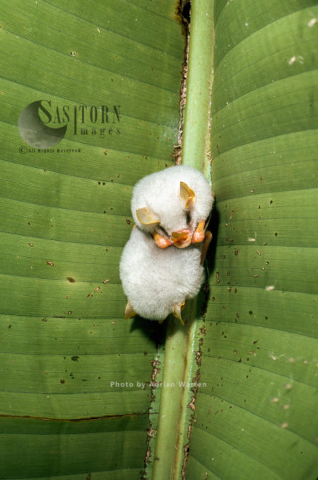 The Honduran white bat (Ectophylla alba), Costa Rica, South America