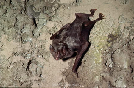 Vampire BAT (Desmodus rotundus) roosting in cave, Trinidad