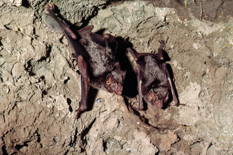 Vampire BAT (Desmodus rotundus) roosting in cave, Trinidad