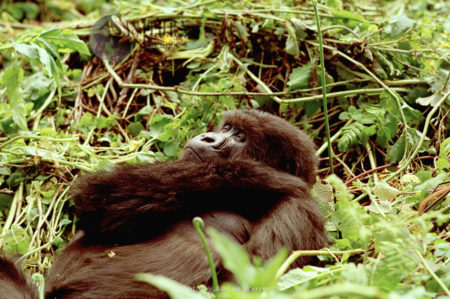 Mountain Gorilla (Gorilla g. beringei), Virunga Volcanoes, Rwanda