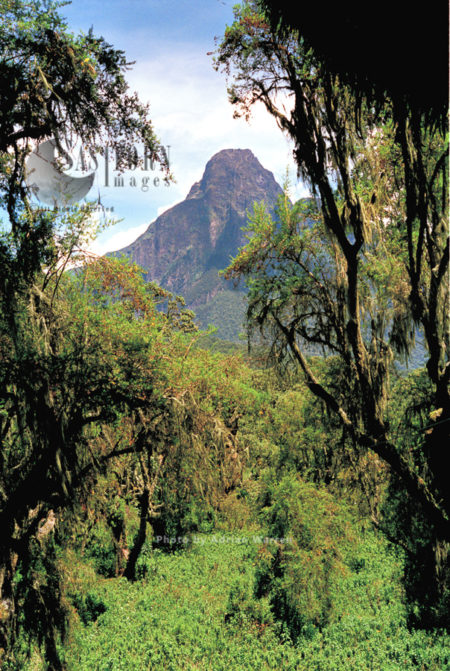 Mountain Gorilla habitat (Gorilla g. beringei), Virunga Volcanoes, Rwanda