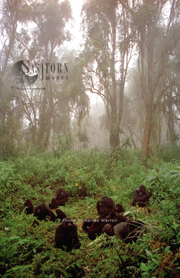 Mountain Gorilla (Gorilla g. beringei), group resting, Virunga Volcanoes, Rwanda