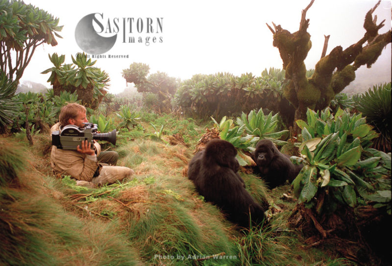 Mountain Gorilla (Gorilla g. beringei), documentary filming by Neil Rettig, Virunga Volcanoes, Rwanda