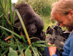 Mountain Gorilla (Gorilla g. beringei), with Neil Rettig filming, Virunga Volcanoes, Rwanda