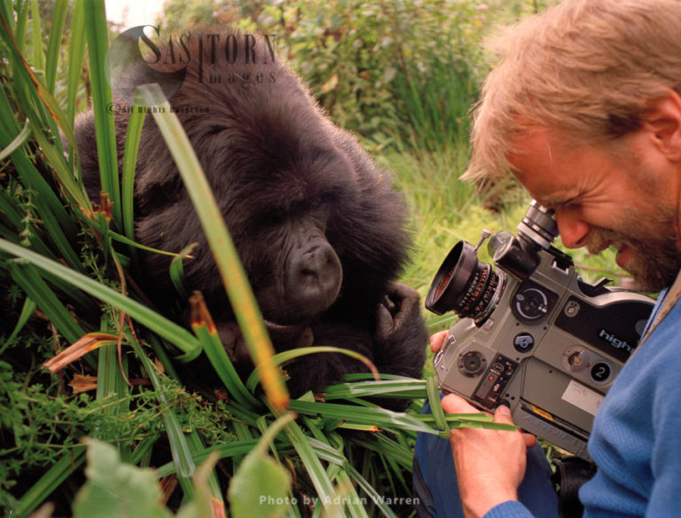Mountain Gorilla (Gorilla g. beringei), with Neil Rettig filming, Virunga Volcanoes, Rwanda