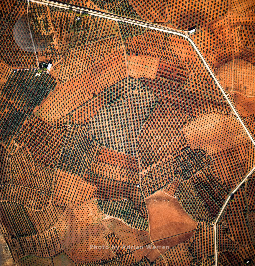 Olive Cultivation Fields, Central Spain