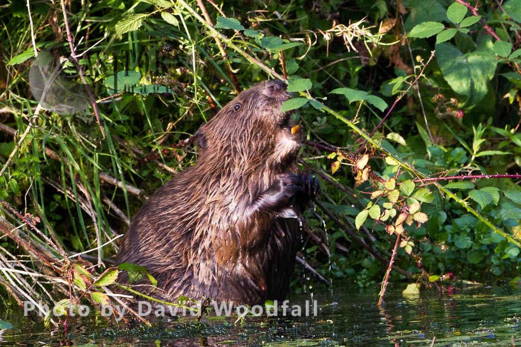 European Beaver (Castor fiber), Bevis Trust, Welsh Beaver project, Carmarthenshire, southwest Wales