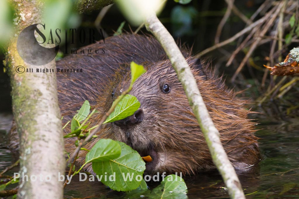 European Beaver (Castor fiber), Bevis Trust, Welsh Beaver project, Carmarthenshire, southwest Wales