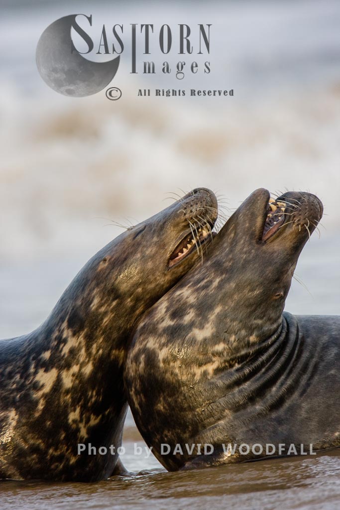 Grey Seals  (Halichoerus grypus), adults play fight, Lincolnshire Wildlife Trust, Donna Nook, Lincolnshire