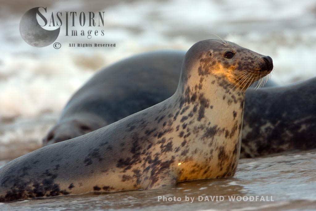 Grey Seal (Halichoerus grypus), young seal, Lincolnshire Wildlife Trust, Donna Nook, Lincolnshire
