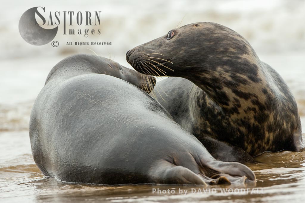 Grey Seals, two adults play fighting, (Halichoerus grypus), Lincolnshire Wildlife Trust, Donna Nook, Lincolnshire