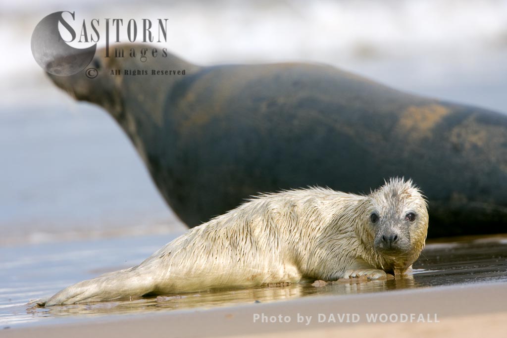 Grey Seals (Halichoerus grypus), pup and cow resting, Lincolnshire Wildlife Trust, Donna Nook, Lincolnshire