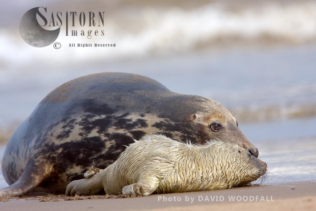 Grey Seals (Halichoerus grypus), pup and cow resting, Lincolnshire Wildlife Trust, Donna Nook, Lincolnshire