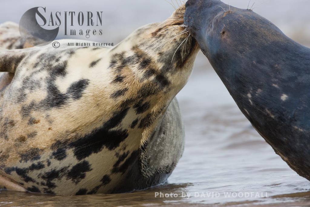 Grey Seals (Halichoerus grypus), male and female play fighting, Lincolnshire Wildlife Trust, Donna Nook, Lincolnshire