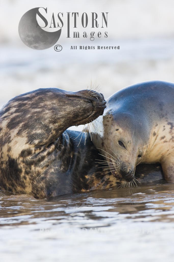 Grey Seals (Halichoerus grypus) young seal play fight with adult female, Lincolnshire Wildlife Trust, Donna Nook, Lincolnshire