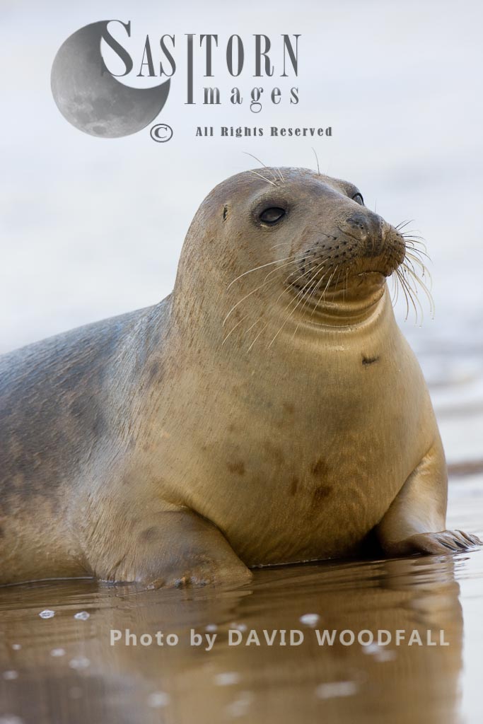 Grey Seal (Halichoerus grypus), Lincolnshire Wildlife Trust, Donna Nook, Lincolnshire