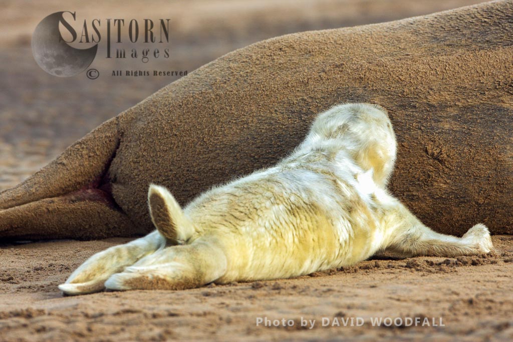 Grey Seals (Halichoerus grypus) pup and cow, Lincolnshire Wildlife Trust, Donna Nook, Lincolnshire