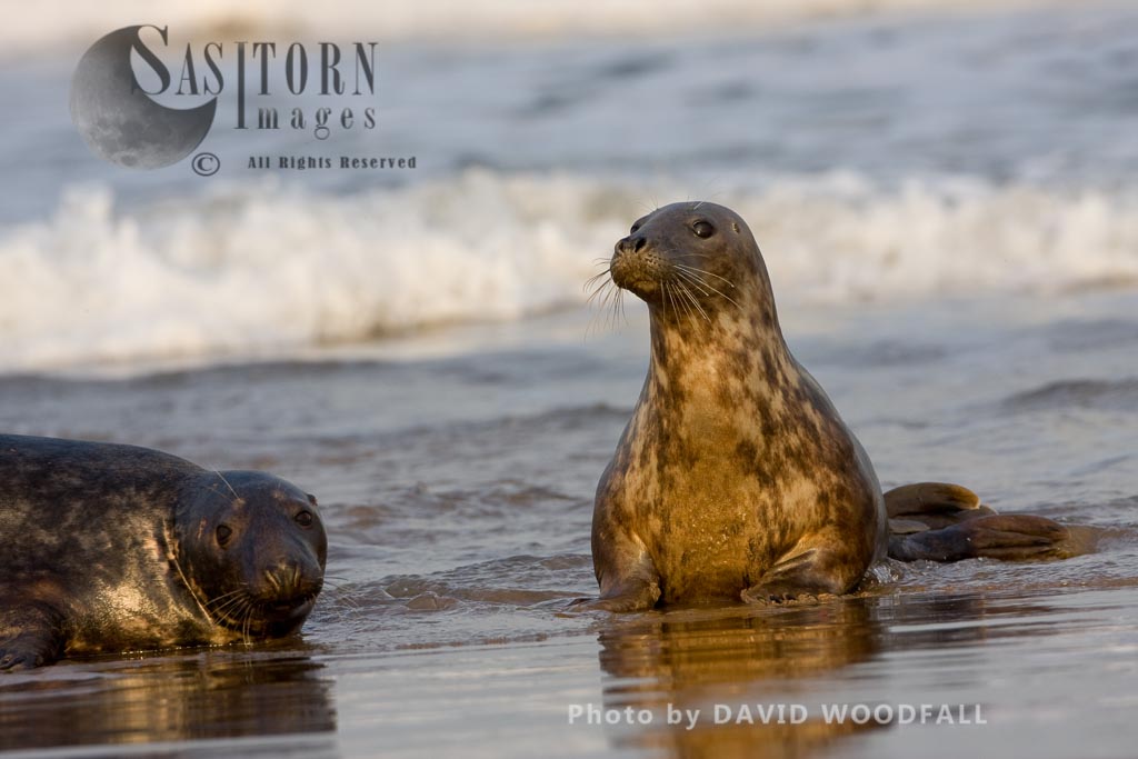 Grey Seal (Halichoerus grypus), male and female, Lincolnshire Wildlife Trust, Donna Nook, Lincolnshire
