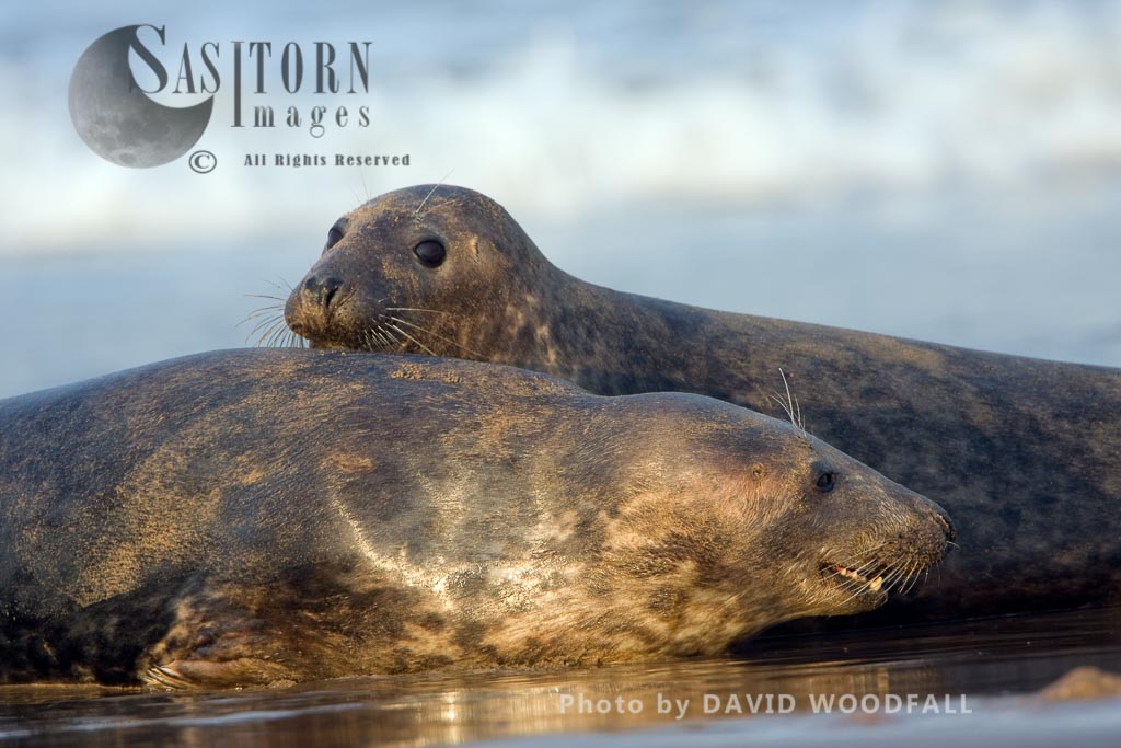 Grey Seal (Halichoerus grypus), Lincolnshire Wildlife Trust, Donna Nook, Lincolnshire