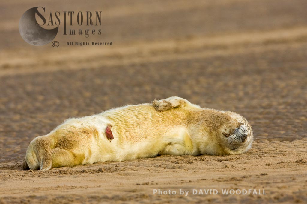 Grey Seal (Halichoerus grypus), pup sleeping, Lincolnshire Wildlife Trust, Donna Nook, Lincolnshire