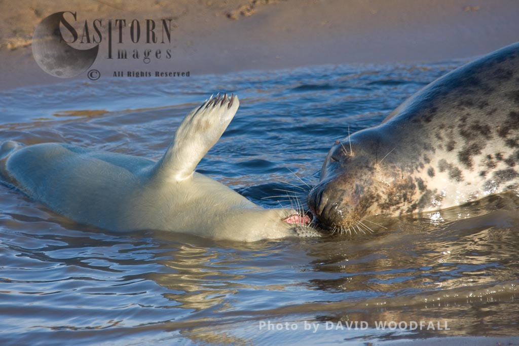 Grey Seals (Halichoerus grypus), cow and pup, Lincolnshire Wildlife Trust, Donna Nook, Lincolnshire