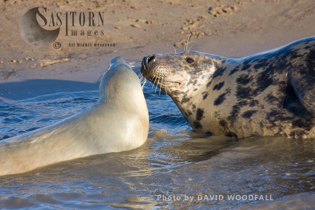 Grey Seals (Halichoerus grypus), cow and pup, Lincolnshire Wildlife Trust, Donna Nook, Lincolnshire