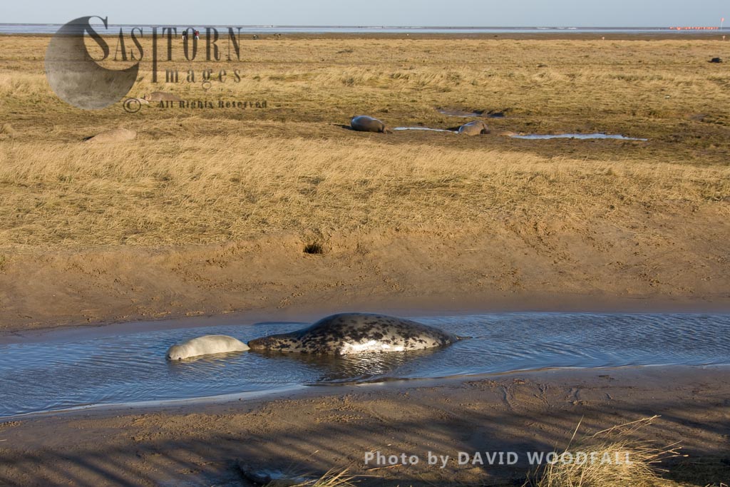 Grey Seals  (Halichoerus grypus), female and young, Lincolnshire Wildlife Trust, Donna Nook, Lincolnshire