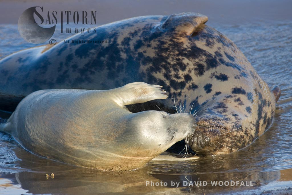 Grey Seal (Halichoerus grypus), cow and pup, Lincolnshire Wildlife Trust, Donna Nook, Lincolnshire