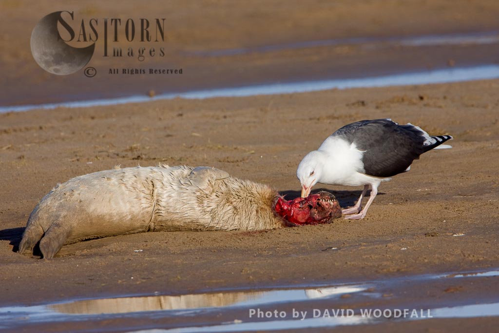 dead Grey Seal (Halichoerus grypus) with a sea gull, Lincolnshire Wildlife Trust, Donna Nook, Lincolnshire